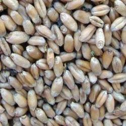 Organic Animal Feed Wheat Seeds, for Beverage, Food, Purity : 99%