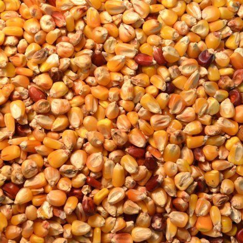 Organic Dried Maize Seeds, for Animal Feed, Human Consuption, Color : Yellow
