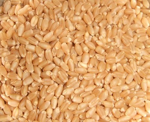 Organic Milling Wheat Seeds, Shelf Life : 0-5days