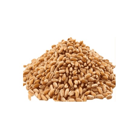 Organic Wheat Seeds, Shelf Life : 10-15days