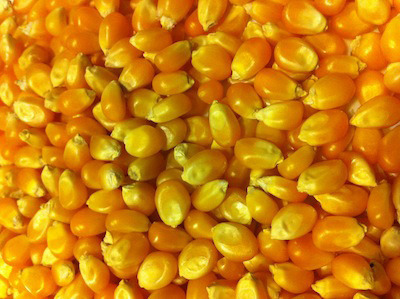 Raw Maize Seeds, for Cattle Feed, Human Food, Color : Light Yellow