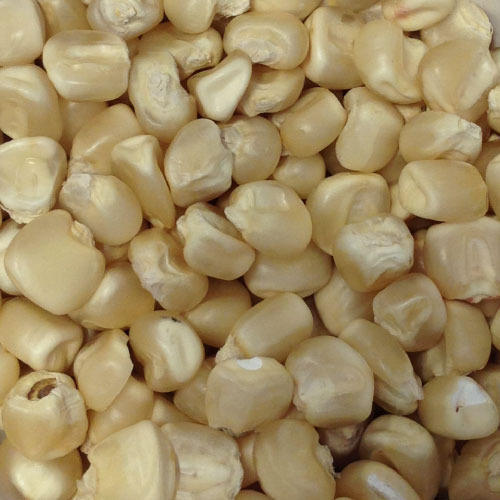 Organic White Maize Seeds, for Human Consuption, Packaging Type : Plastic Pouch, Vaccum Pack