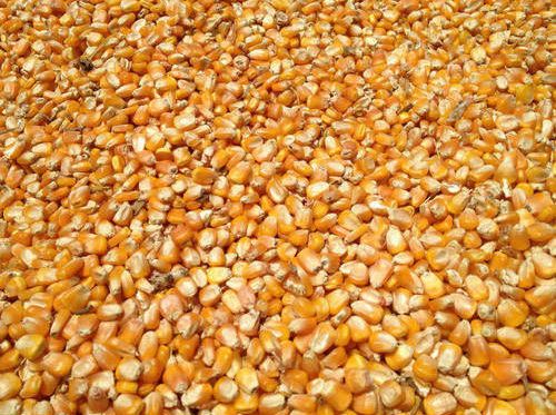 Organic Whole Maize Seeds, for Human Consuption, Packaging Type : Plastic Pouch, Vaccum Pack