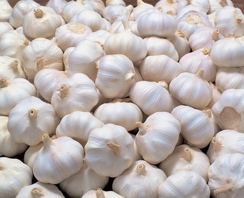 garlic