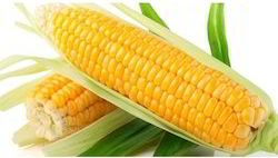 Organic Hybrid Yellow Maize