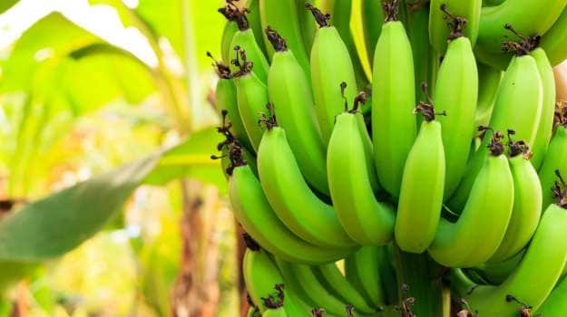 Organic Natural Raw Banana