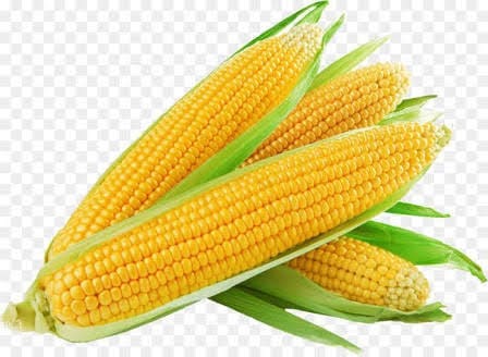 Organic Fresh Yellow Maize, for Human Food, Packaging Type : Loose