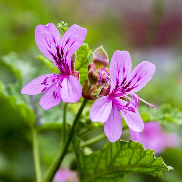 Geranium Oil