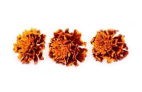 Dry Marigold Flower Petals