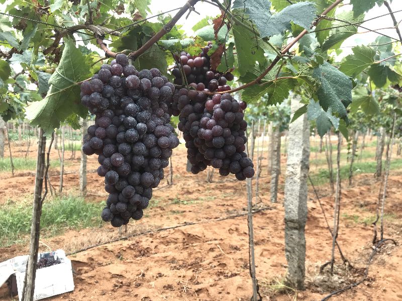 fresh black grapes