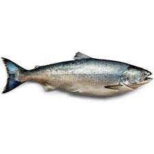 Salmon Fish, for Cooking, Food, Human Consumption, Making Medicine, Style : Dried, Fresh, Frozen