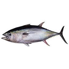 Tuna Fish, For Cooking, Food, Human Consumption, Making Medicine, Making Oil, Style : Dried, Fresh