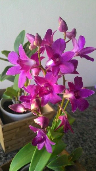 Dendrobium Red Bull Orchid Plant