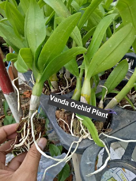 Vanda Orchid Plant