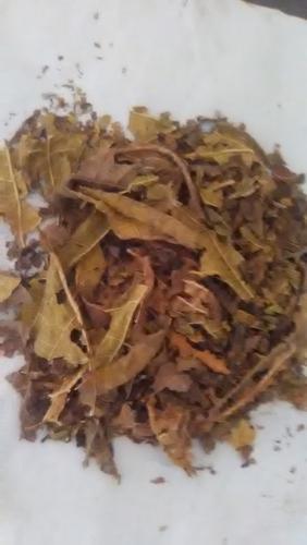 Organic dried papaya leaves, Feature : Aromatic Fragrance