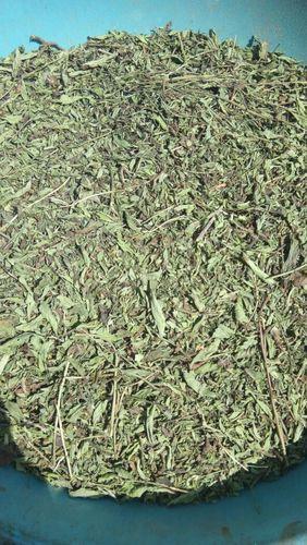 Organic dried stevia leaves, Color : Green