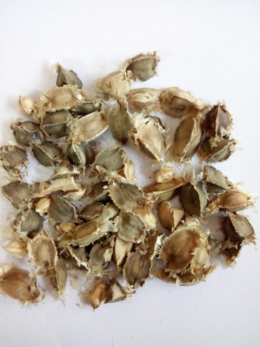 moringa seeds