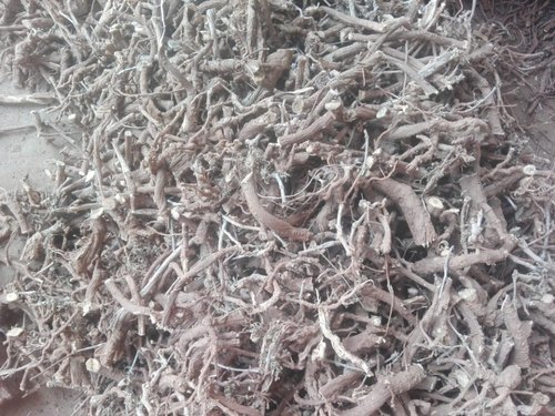 Herbs dry Punarnava Roots, Packaging Type : Plastic Bags