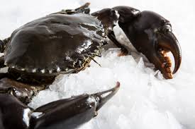 Mud Crab, for Cooking, Food, Style : Alive, Fresh, Frozen