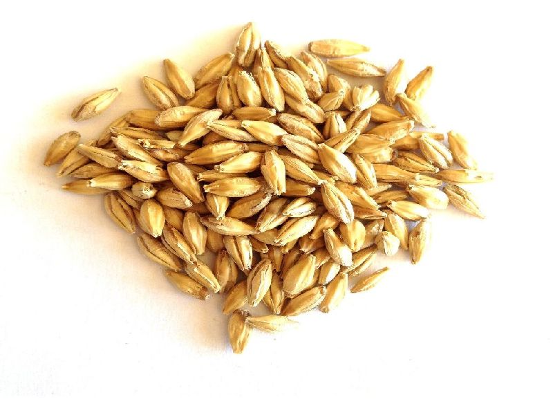 Organic Barley Grain, Packaging Type : Gunny Bag, Jute Bag