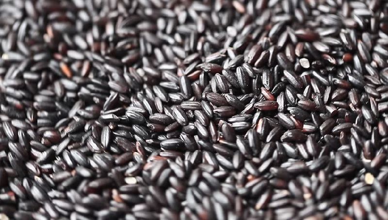Organic Black Non Basmati Rice, for High In Protein, Variety : Long Grain, Medium Grain