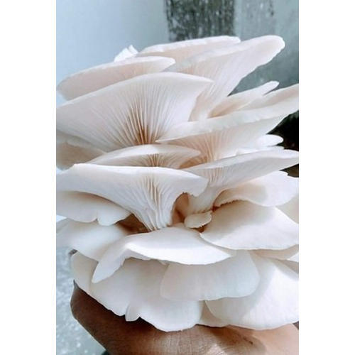 IOCFC fresh oyster mushroom, for Cooking, Oil Extraction