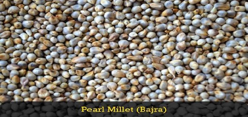 Organic Pearl Millets, For Cattle Feed, Packaging Type : Gunny Bag, Plastic Bag