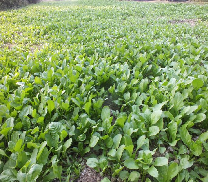 Organic Fresh Spinach, Packaging Size : 25kg, 50kg