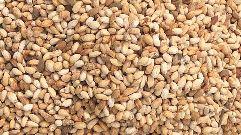 Black Pepper Seeds Application Cooking At Best Price Inr 3inr 380 Kilogram In Muzaffarpur Bihar From Chanakya Yoga And Arogya Samsta Id