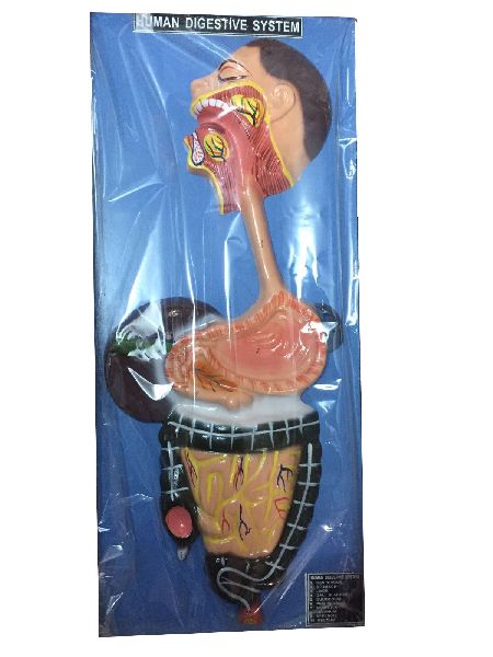 PVC Dr.Onic Human Digestive System, for Science Laboratory, Education, Size : Medium