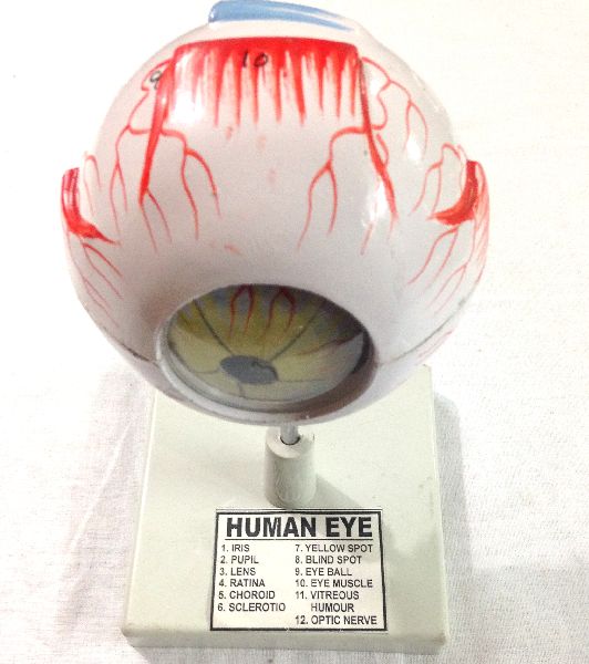 Dr.Onic Human Eye Model