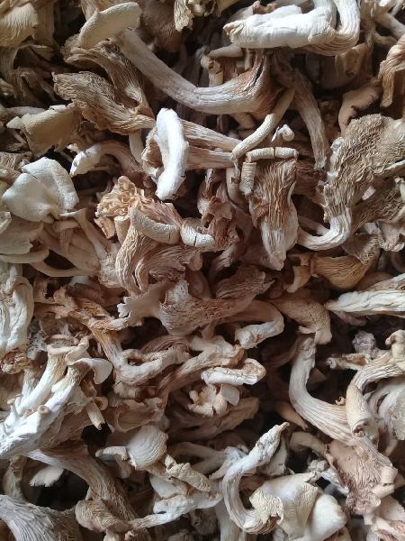 SAHA FOUNDATION dry oyster mushroom, Shelf Life : 3 Months