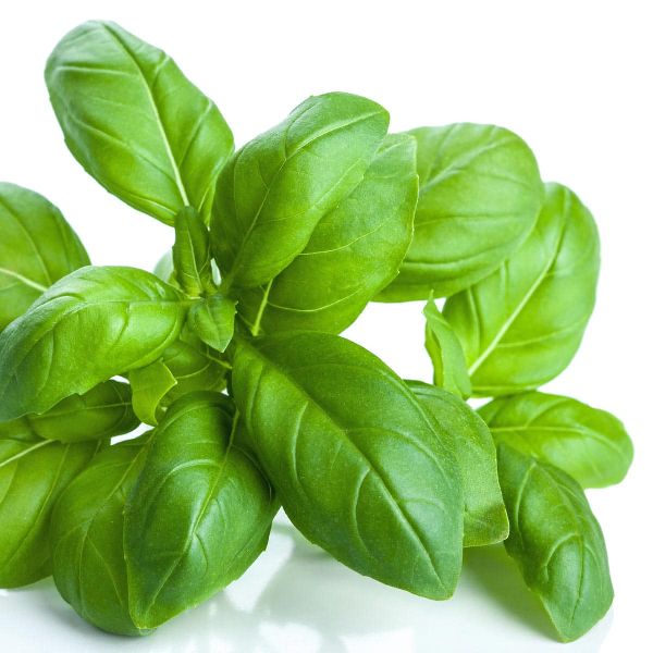 Organic Fresh Basil Leaves, for Culinary, Medicinal, Feature : Nutrient Richness