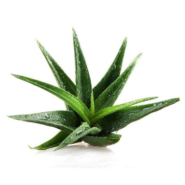 Organic Green Aloe Vera Leaves, for Skin Products, Packaging Type : Plastic Pouch