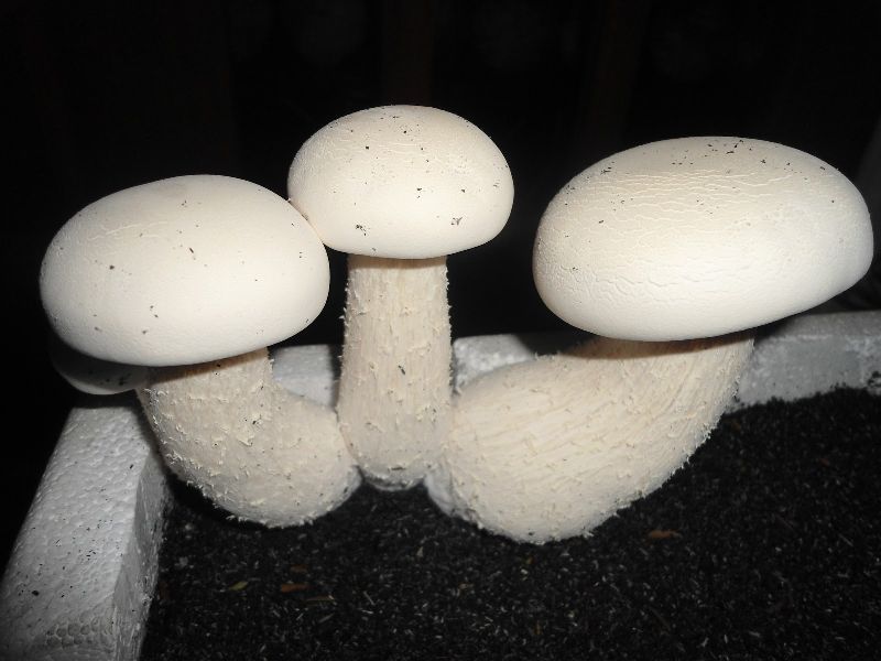 Milky Mushroom Spawn