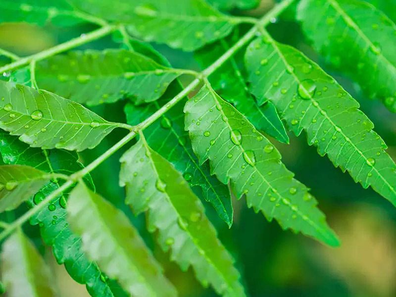 Natural Neem Leaves, for Cosmetic, Medicine