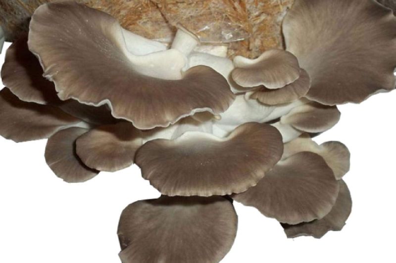 Organic Oyster Mushroom Spawn, Shelf Life : 3-7days