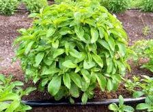 Stevia Plant, for Medicine