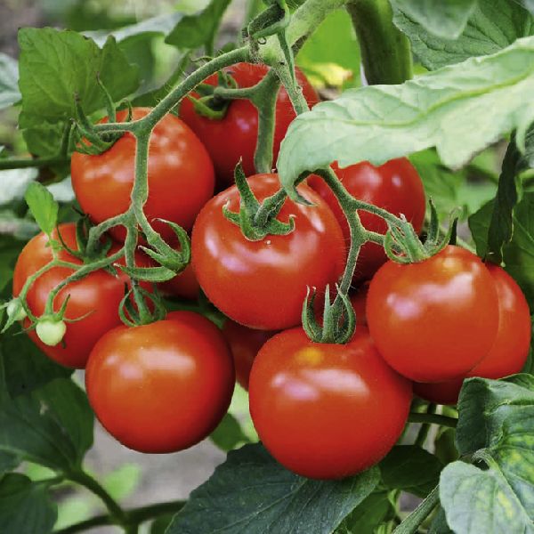 Organic F1 Hybrid Tomato Seeds, Packaging Type : Plastic Pouch
