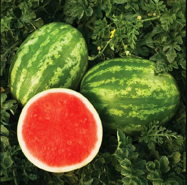 Organic F1 Hybrid Watermelon Seeds, for Agriculture Use, Certification : FDA Certified