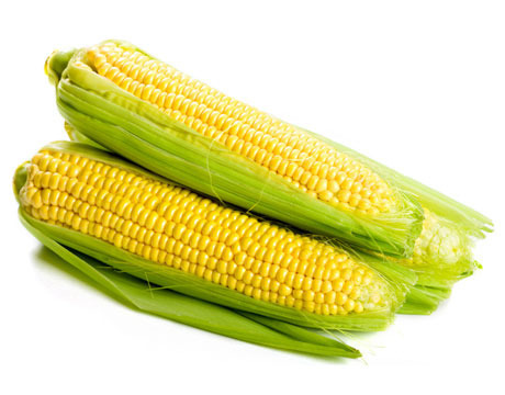 Organic Fresh Sweet Corn, Packaging Type : Jute