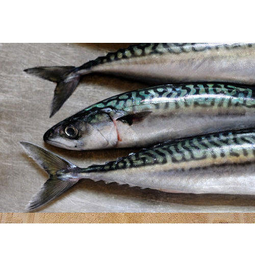 King Fish at best price in Porbandar by Poonam Ice & Cold Storage