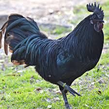 Kadaknath chicken, for Cooking, Hotel, Restaurant, Packaging Type : Carton Boxes, Pe Bag, Plastic Bag