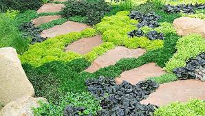 Lawn Ground Covers