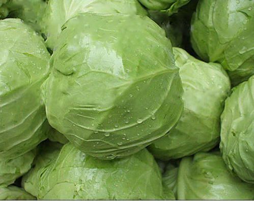 Round Common Fresh Cabbage, Color : Light Green