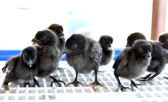 kadaknath chicks