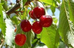 Cherry, Certification : FSSAI Certified