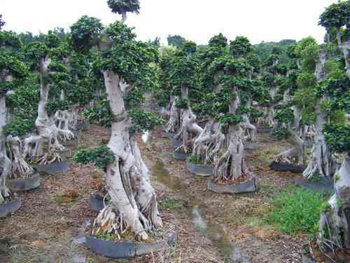 Natural Bonsai Plants, for Nursery Use, Plantation, Length : 0-2Ft, 2-5Ft
