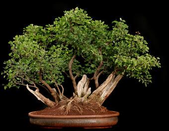 Natural bonsai plants, Length : 0-2Ft, 2-5Ft