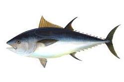 Tuna Fish, for Food, Human Consumption, Making Medicine, Making Oil, Certification : FDA, HACCP Certified